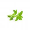 Extraits de stevia en poudre 15g