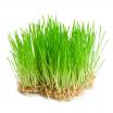 Jus d'herbe de blé cru bio en poudre 150g