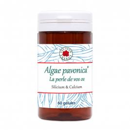 Algae Padina pavonica 60 gélules