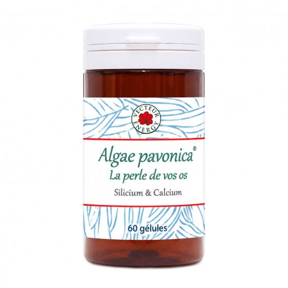 Algae Padina pavonica 60 gélules