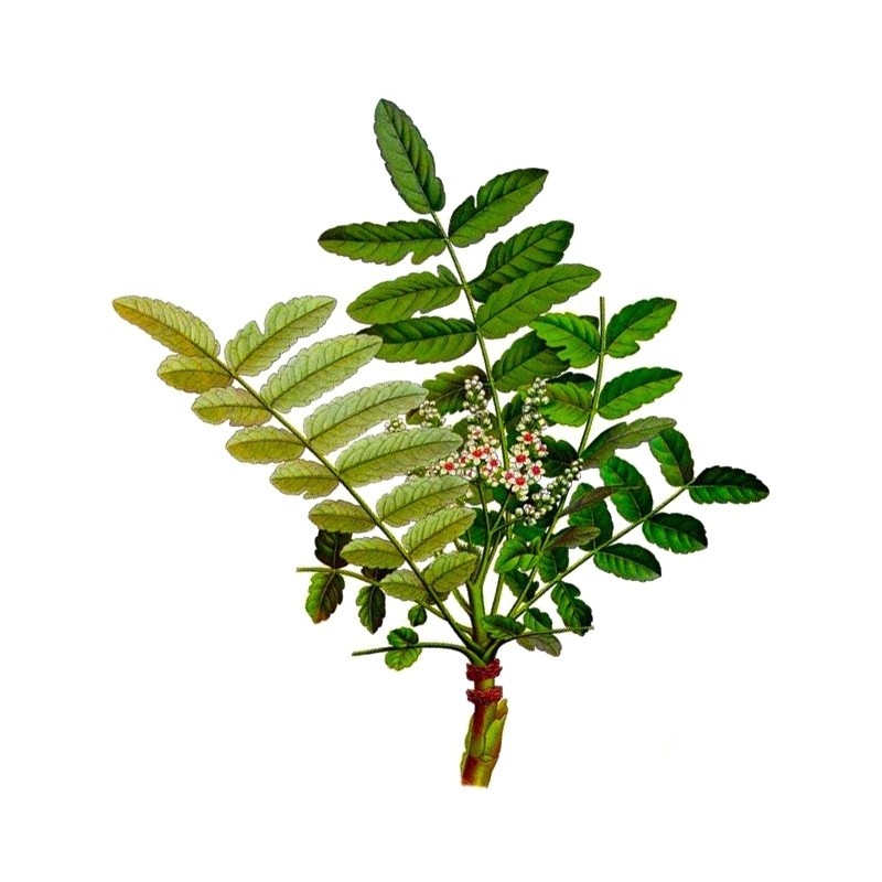 Boswellia bio 120 gélules - Nutri Naturel