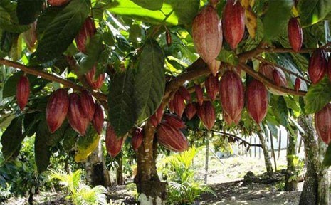 Cacao