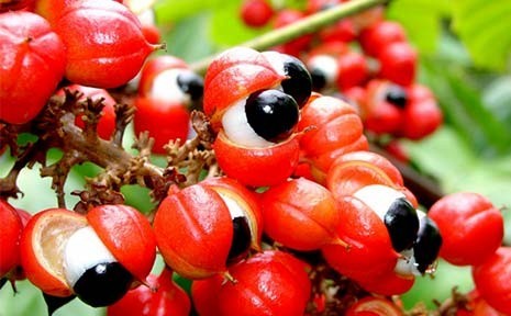 Guarana