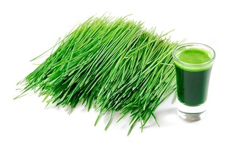 Herbe de blé et d'orge